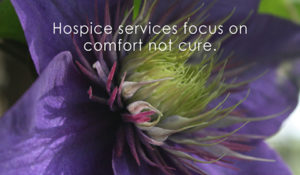 a violet flower with hospice text